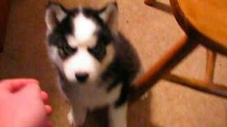 Хаски-капризуля - смотреть видео (0:24)