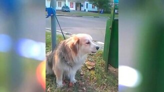 Молча лающий пёс - смотреть видео (1:10)