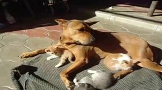 Собака усыновила котят - смотреть видео (0:55)