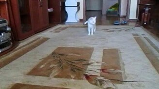 Как кошечка с ума сходила - смотреть видео (2:15)