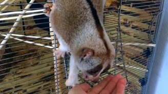 Лемурчик трапезничает - смотреть видео (1:19)