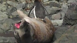 Пингвин против морского льва - смотреть видео (0:17)