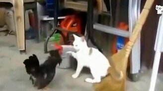 Курьёзы с домашними котами - смотреть видео (4:09)