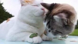 Не трожь, это моя лягушка! - смотреть видео (0:11)