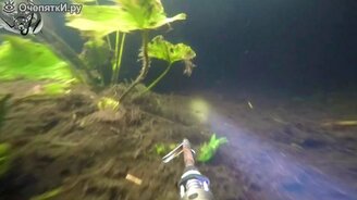 Подводный охотник против двух бобров - смотреть видео (1:01)