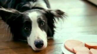 Валентин Гафт - Пёс - смотреть видео (1:00)