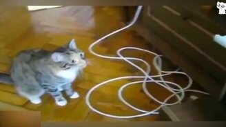 Коты против цивилизации - смотреть видео (4:01)