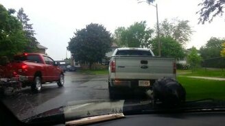 Ворона катается на дворниках - смотреть видео (0:29)