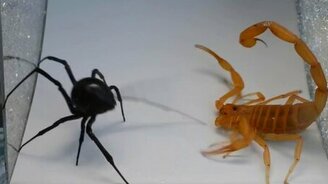 Паук против скорпиона - смотреть видео (0:48)