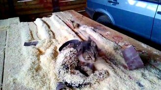 Котяра облюбовал гараж - смотреть видео (0:54)