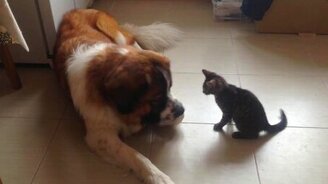 Смелый котёнок против сенбернара - смотреть видео (1:24)