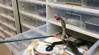 Лесная кобра - смотреть видео (1:22)