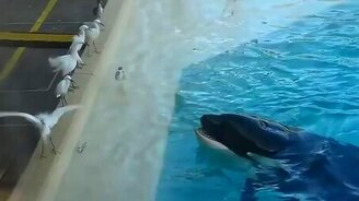 Касатка ловит птицу - смотреть видео (0:25)