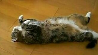 Хочешь такого котика? - смотреть видео (5:15)