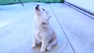 Щенята учатся выть - смотреть видео (2:46)