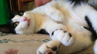 Вставай в школу! - смотреть видео (1:17)