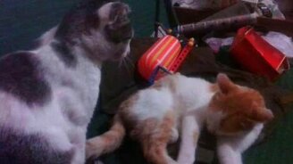 Котоэротика! - смотреть видео (3:15)