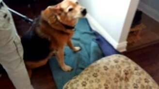 Чистим собаку пылесосом - смотреть видео (2:03)