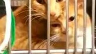 Кошачья любовь в неволе - смотреть видео (0:34)