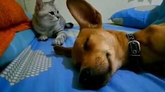 Бесцеремонный котик и спящий пёс - смотреть видео (0:26)