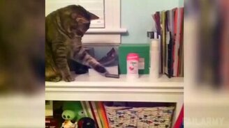 Прикольные и шкодские котики - смотреть видео (8:13)