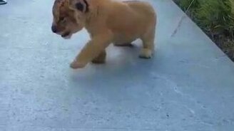 Рык маленького царя зверей - смотреть видео (0:15)