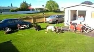 Отличный трюк вчетвером - смотреть видео (0:20)