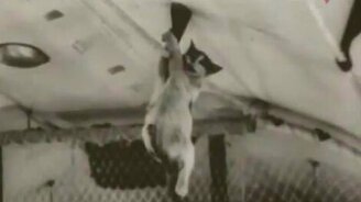 Кошки в невесомости - смотреть видео (0:27)