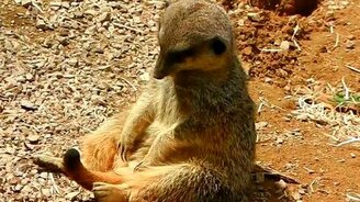 Сурикат сидя засыпает - смотреть видео (1:11)