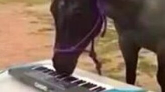 Лошадь играет на пианино - смотреть видео (1:17)