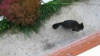 Хозяйка, спускай лифт! - смотреть видео (0:38)