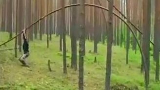 Лесные качели - смотреть видео (0:30)