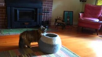 Э, куда делась-то? - смотреть видео (0:33)