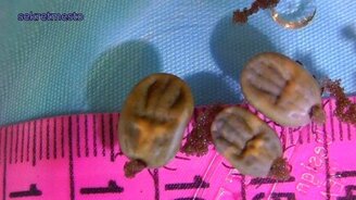 Откладывание яиц клещами - смотреть видео (5:43)