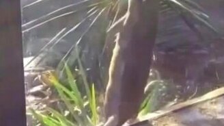 Выдра танцует - смотреть видео (0:07)