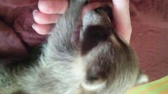 Енотик мурлычет - смотреть видео (1:00)