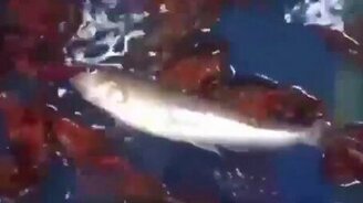 Раки поглощают рыбу - смотреть видео (1:11)