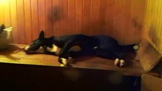 Главный парильщик в семье - смотреть видео (1:51)