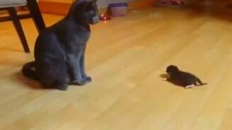 Бесконтактный бой по-кошачьи - смотреть видео (0:10)