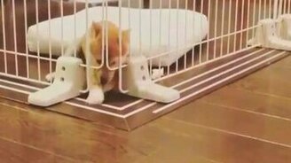 Щенок сбегает из неволи - смотреть видео (0:15)