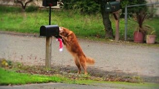 Собаки-помощники - смотреть видео (1:38)