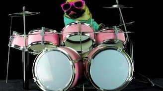 Мопс-барабанщик - смотреть видео (1:20)