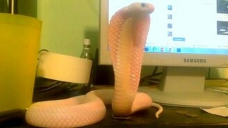 Кобра держит оборону - смотреть видео (1:05)