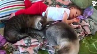 Кошки общаются с малышами - смотреть видео (1:53)