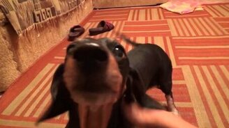 Такса ревнует к хорьку - смотреть видео (0:39)