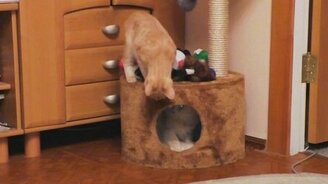 Кошки танцуют испанский танец - смотреть видео (1:58)