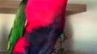 Пародист телефонного сигнала - смотреть видео (0:57)