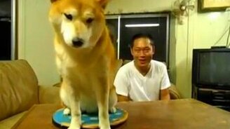 Назойливый хозяин и умный пёс - смотреть видео (0:52)