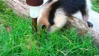 Муравьед добывает еду - смотреть видео (0:44)