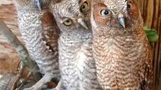 Лицом к лицу с непониманием - смотреть видео (0:15)